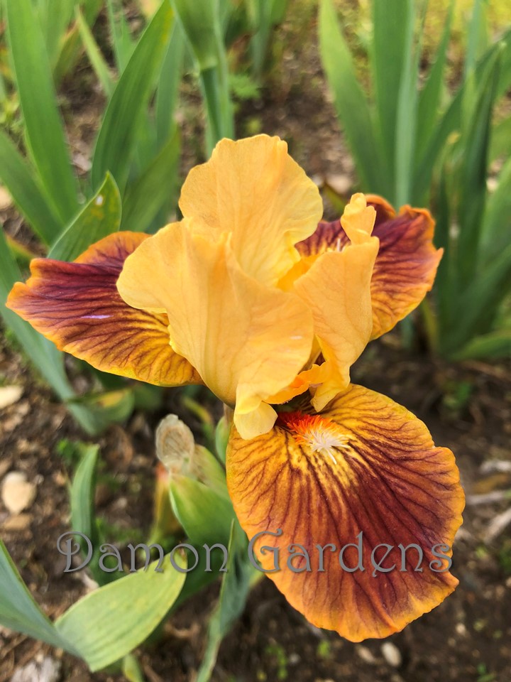 Iris Alberta Peach